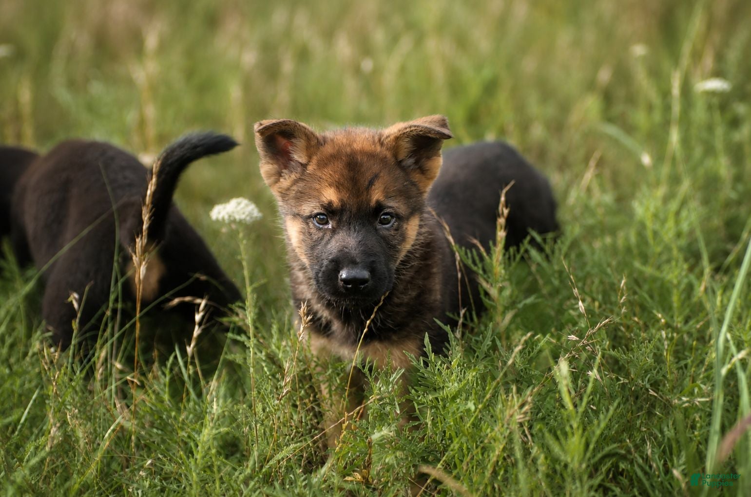 German Shepherd dogs Griffin - Ad 7