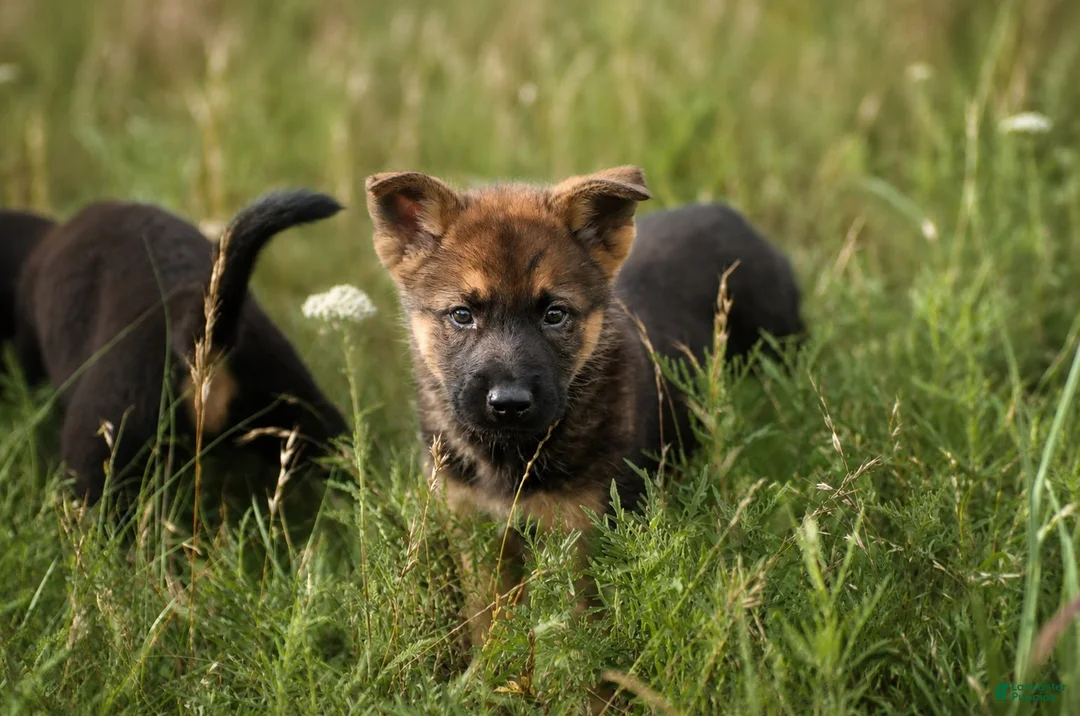German Shepherd dogs for sale: Griffin - Ad 1