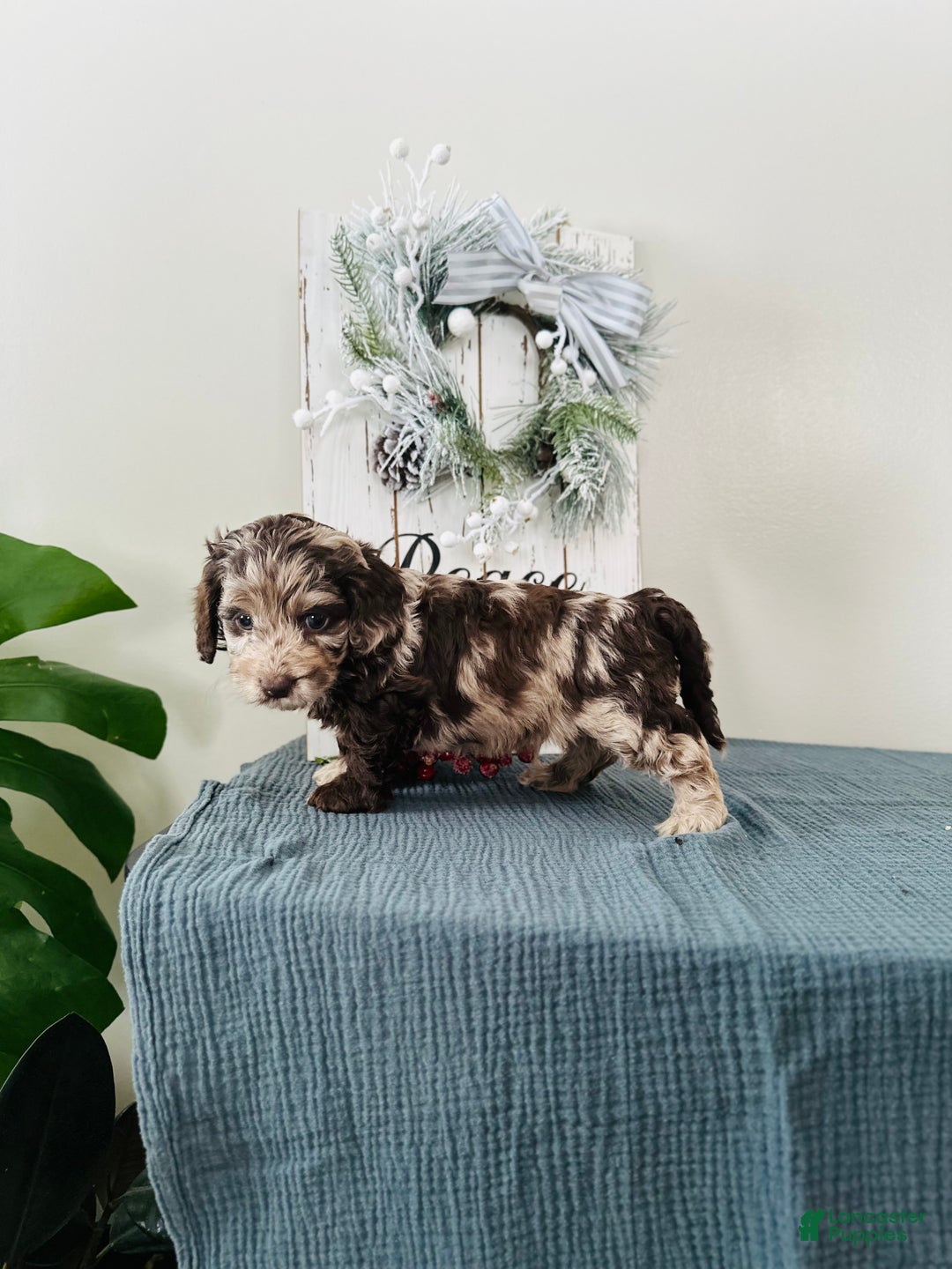 Mixed Breed dogs for sale: Dasher - Ad 6