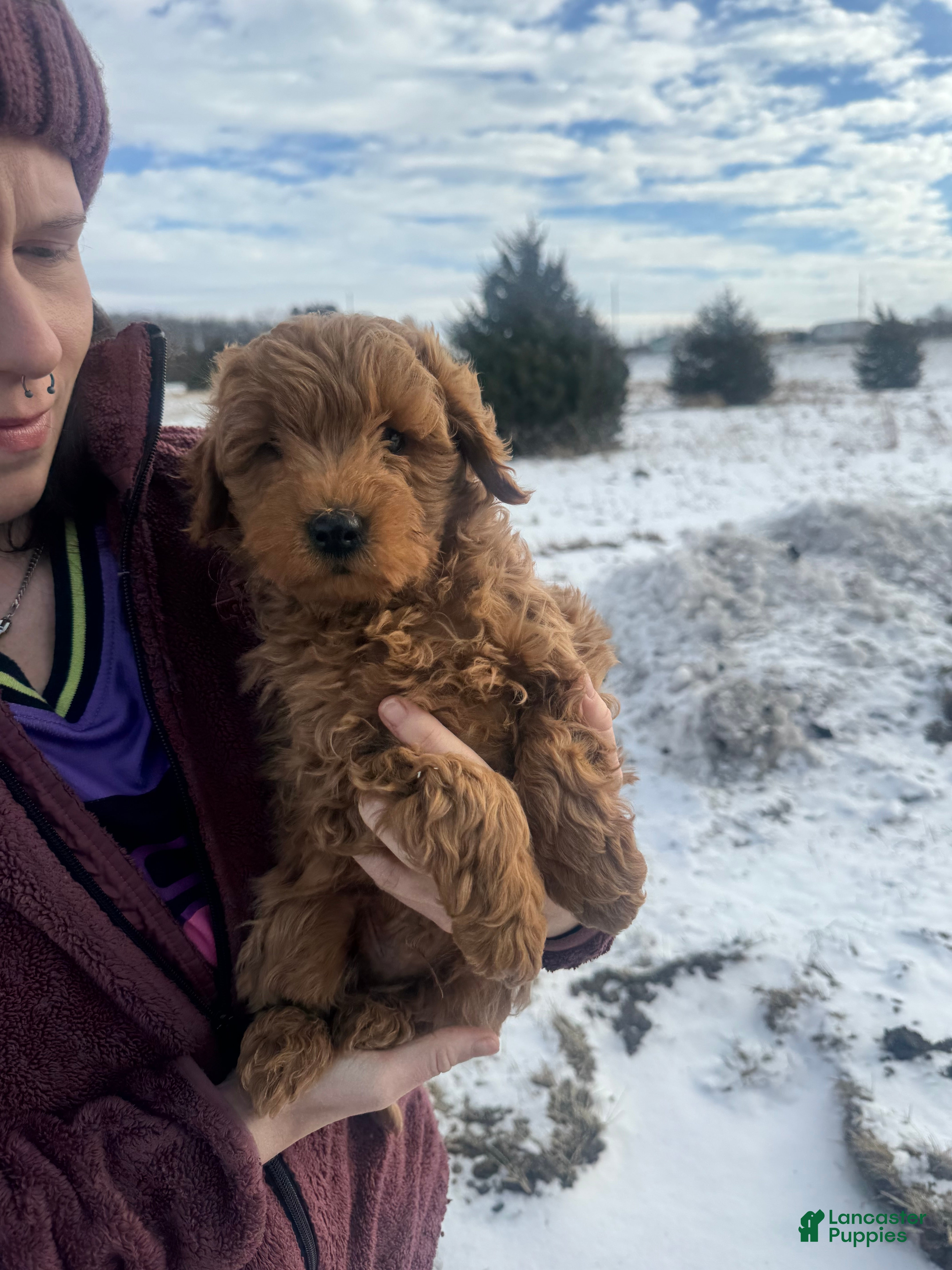 Mini Goldendoodle dogs Mini Goldendoodle Puppy 1 - Ad 10