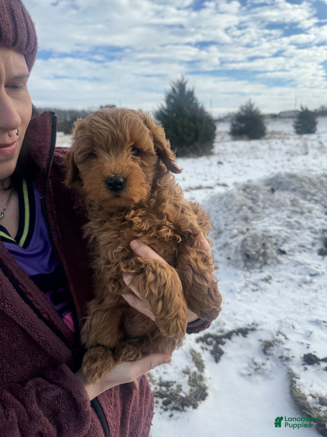 Mini Goldendoodle dogs for sale: Mini Goldendoodle Puppy 1 - Ad 1