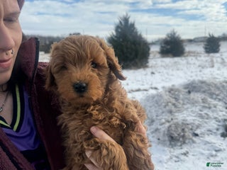 Mini Goldendoodle dogs Mini Goldendoodle Puppy 1 - Ad 6