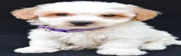 Maltipoo dogs for sale: Lucy - Ad 5