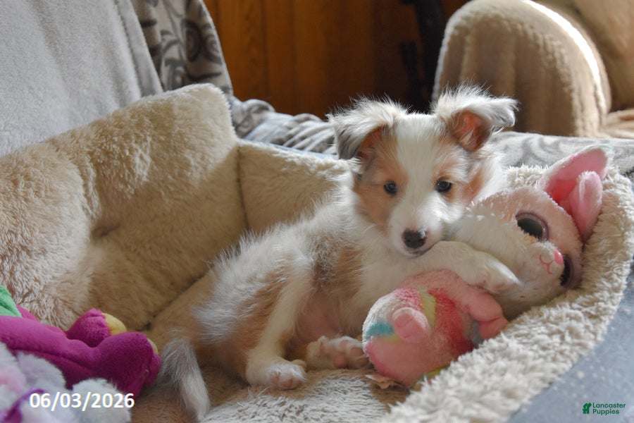 Shetland Sheepdog dogs for sale: Luke - Ad 3