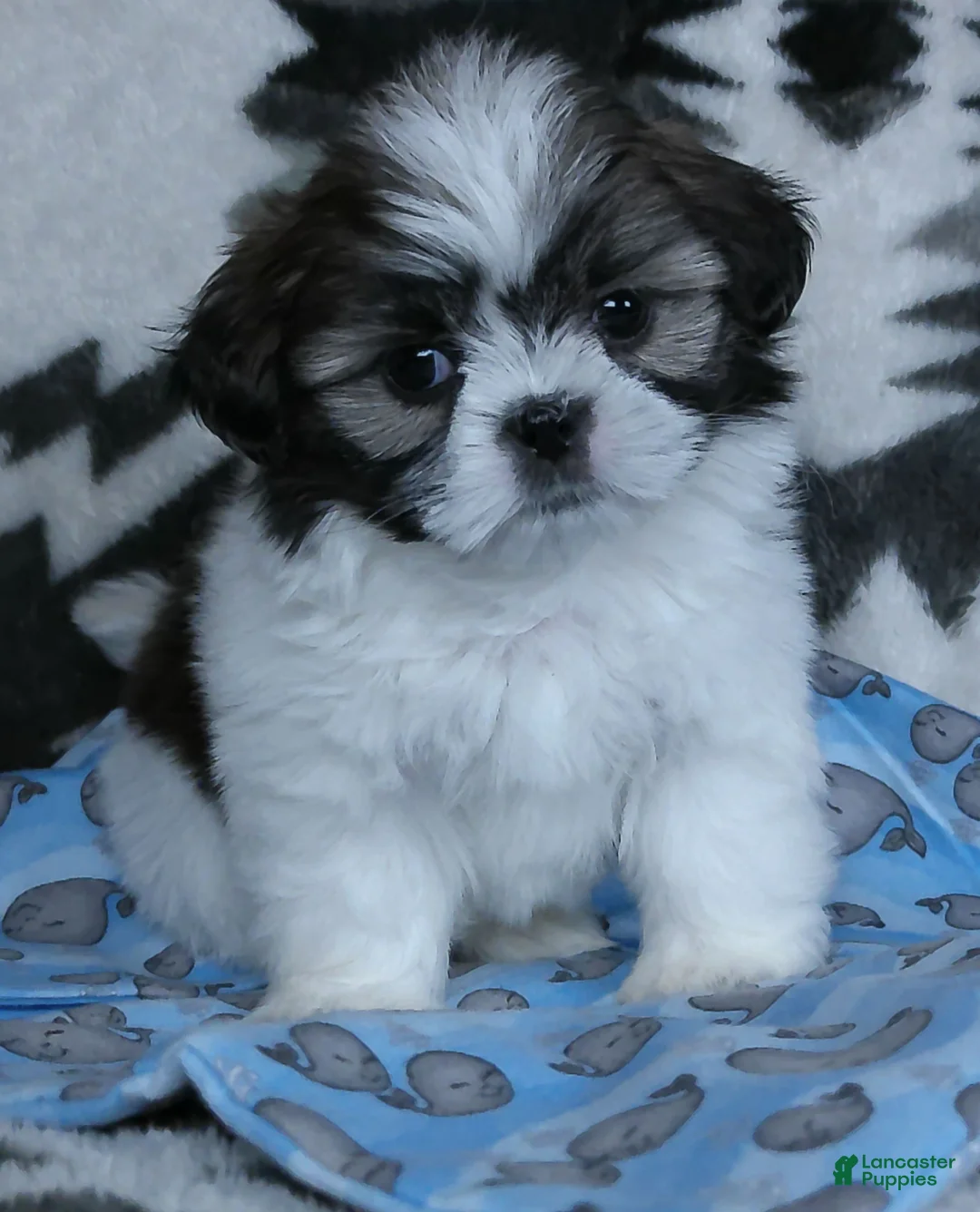Shih Tzu dogs for sale: Otis - Ad 5