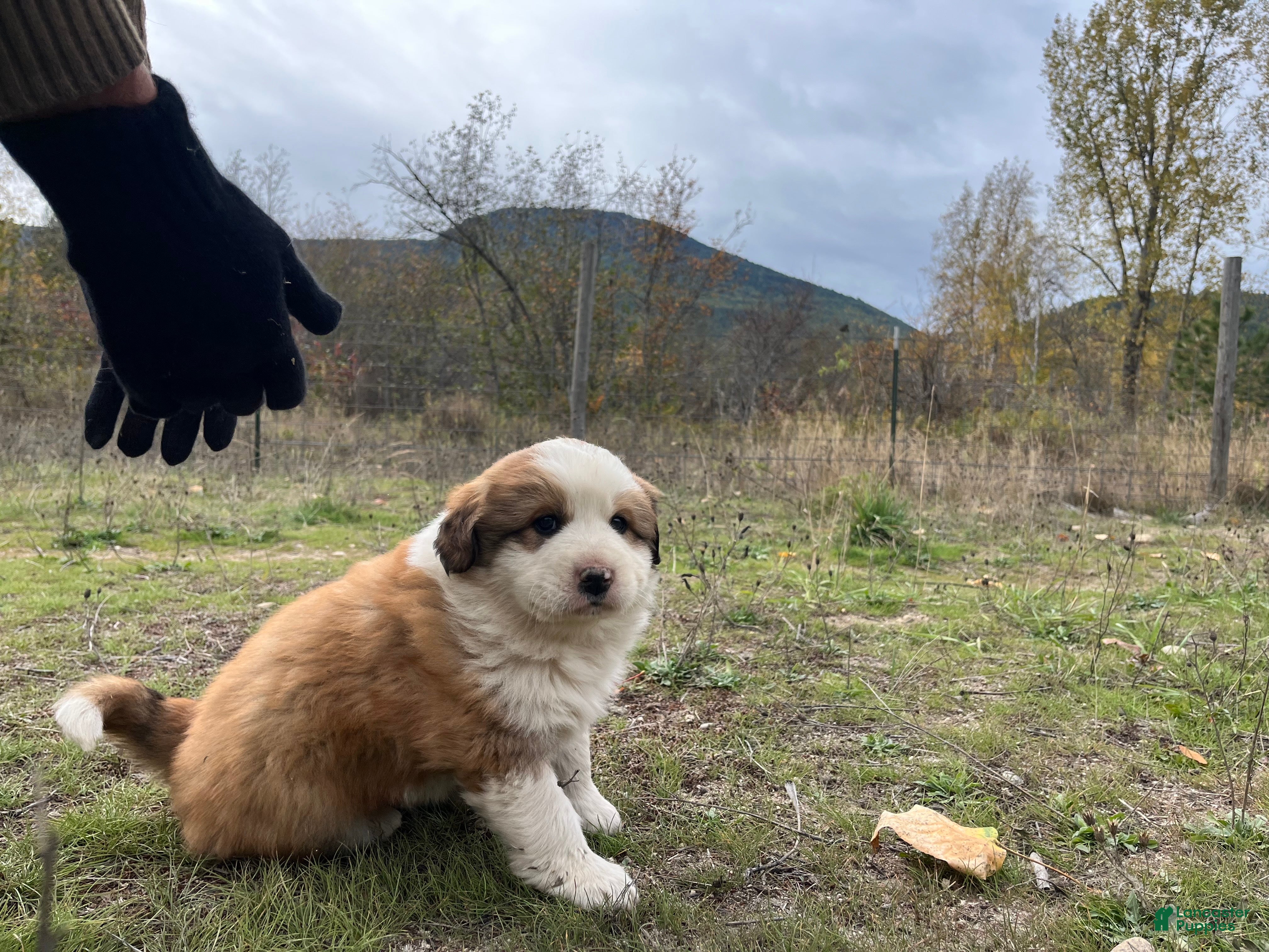 Mixed Breed dogs for sale: Roland - Ad 2