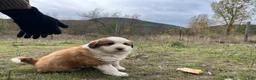 Mixed Breed dogs for sale: Roland - Ad 2