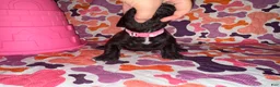 Cane Corso dogs for sale: Light Pink Collar Female - Ad 5