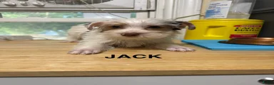 Jack