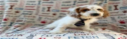 Cockapoo dogs for sale: Tony - Ad 7