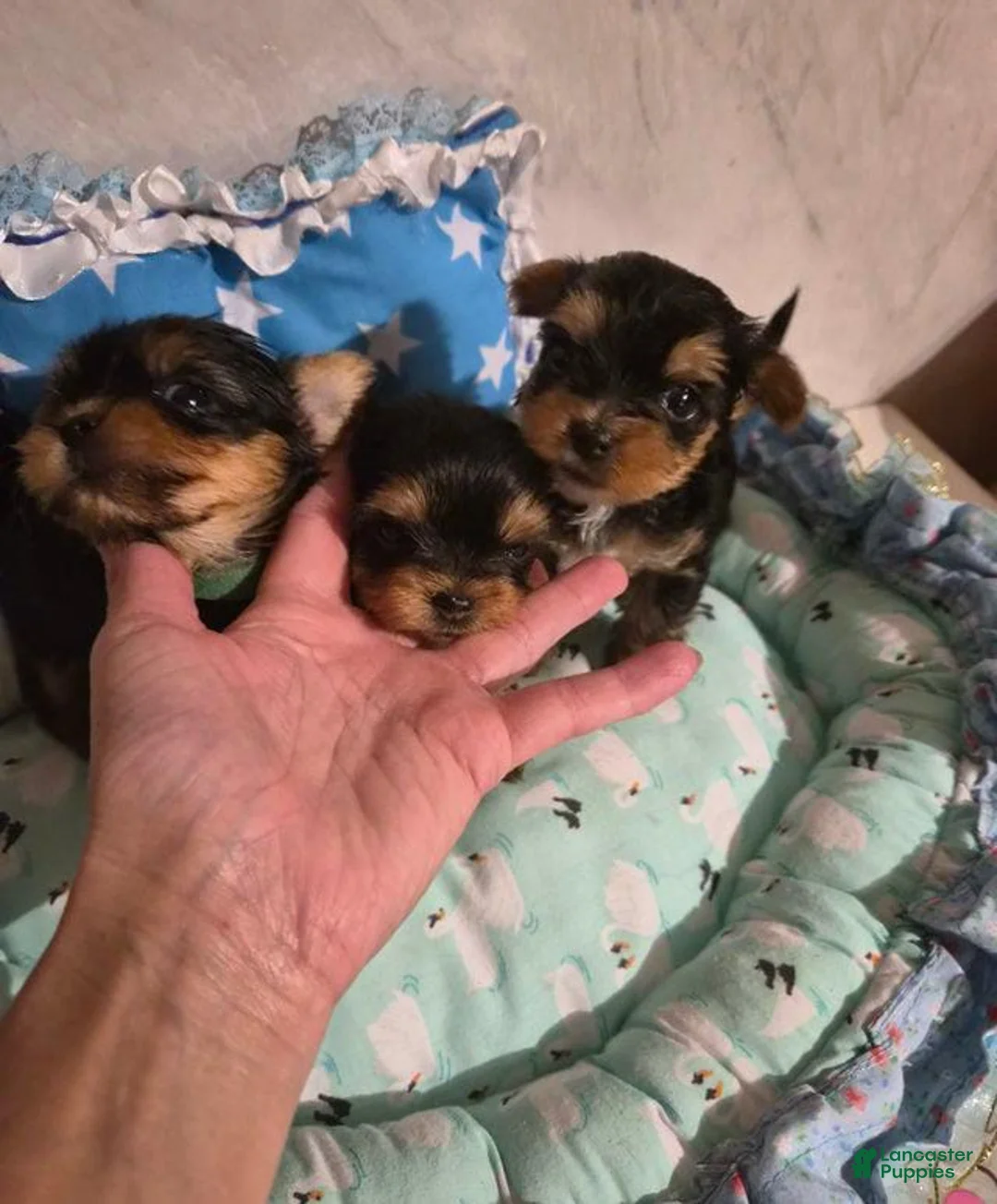 Yorkshire Terrier dogs for sale:  Carrel - Ad 7