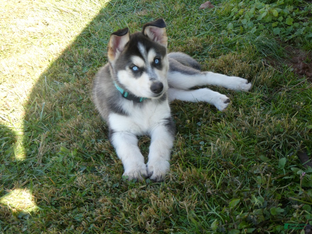 Gerberian Shepsky dogs for sale: Tracy - Ad 1
