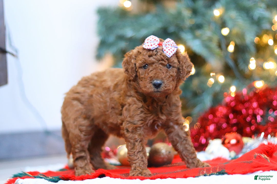 Mixed Breed dogs for sale: Gloria – Female (F7927) - Ad 1