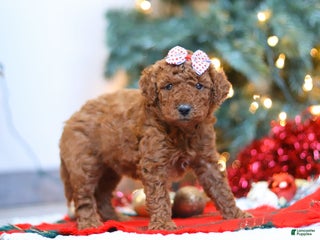 Mixed Breed dogs Gloria – Female (F7927) - Ad 9