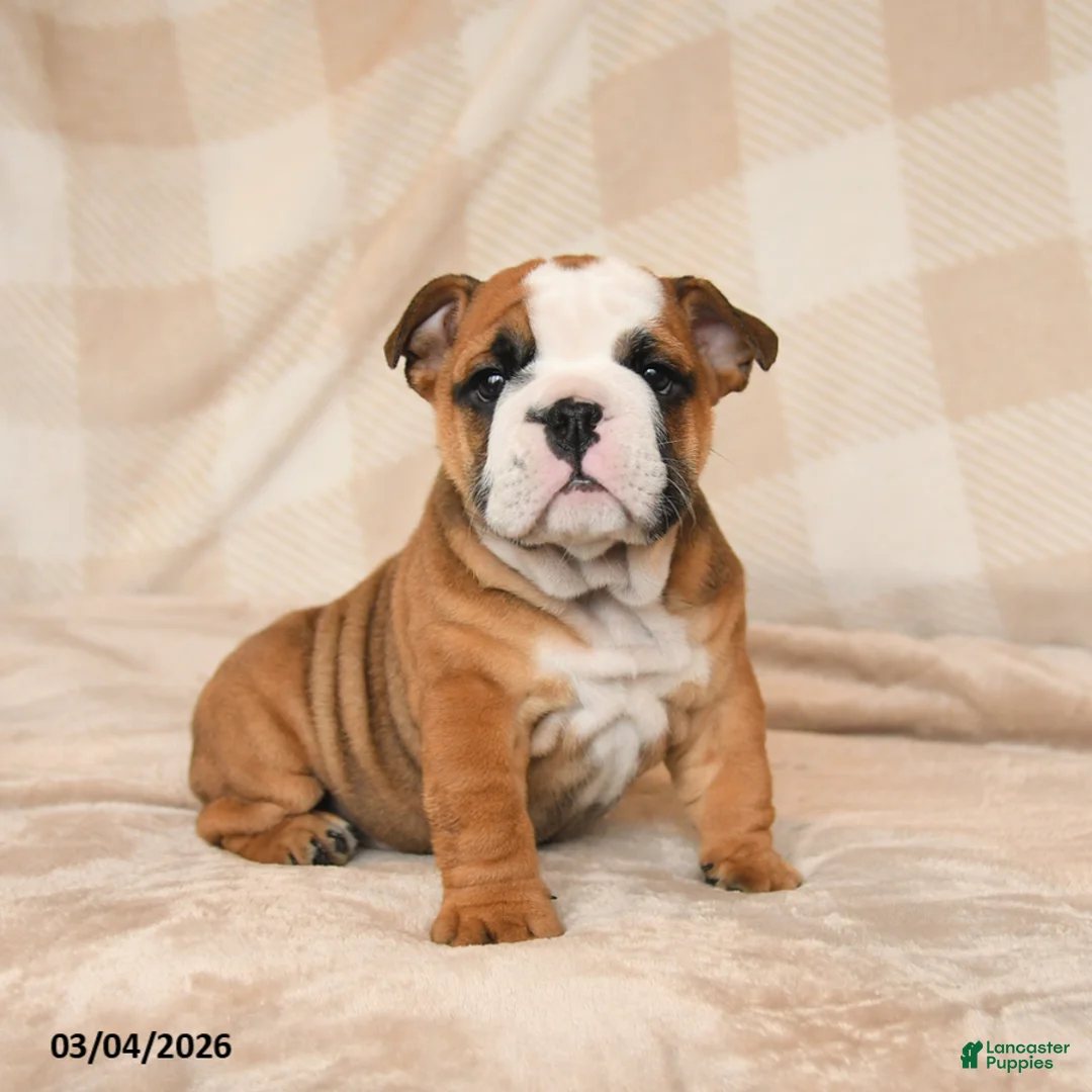 English Bulldog dogs for sale: Mandi - Ad 1