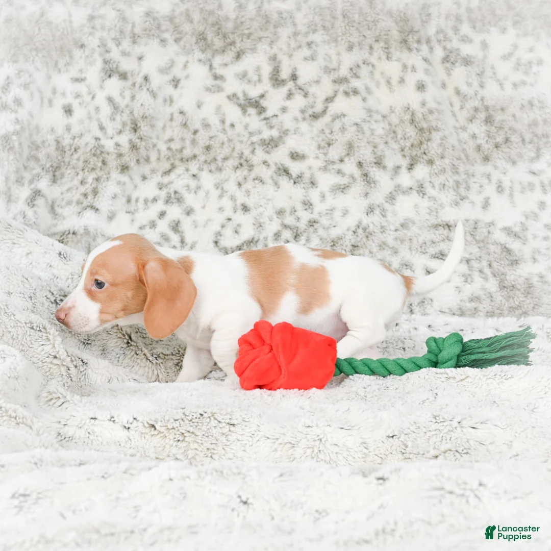 Miniature Dachshund dogs for sale: Chloe - Ad 12