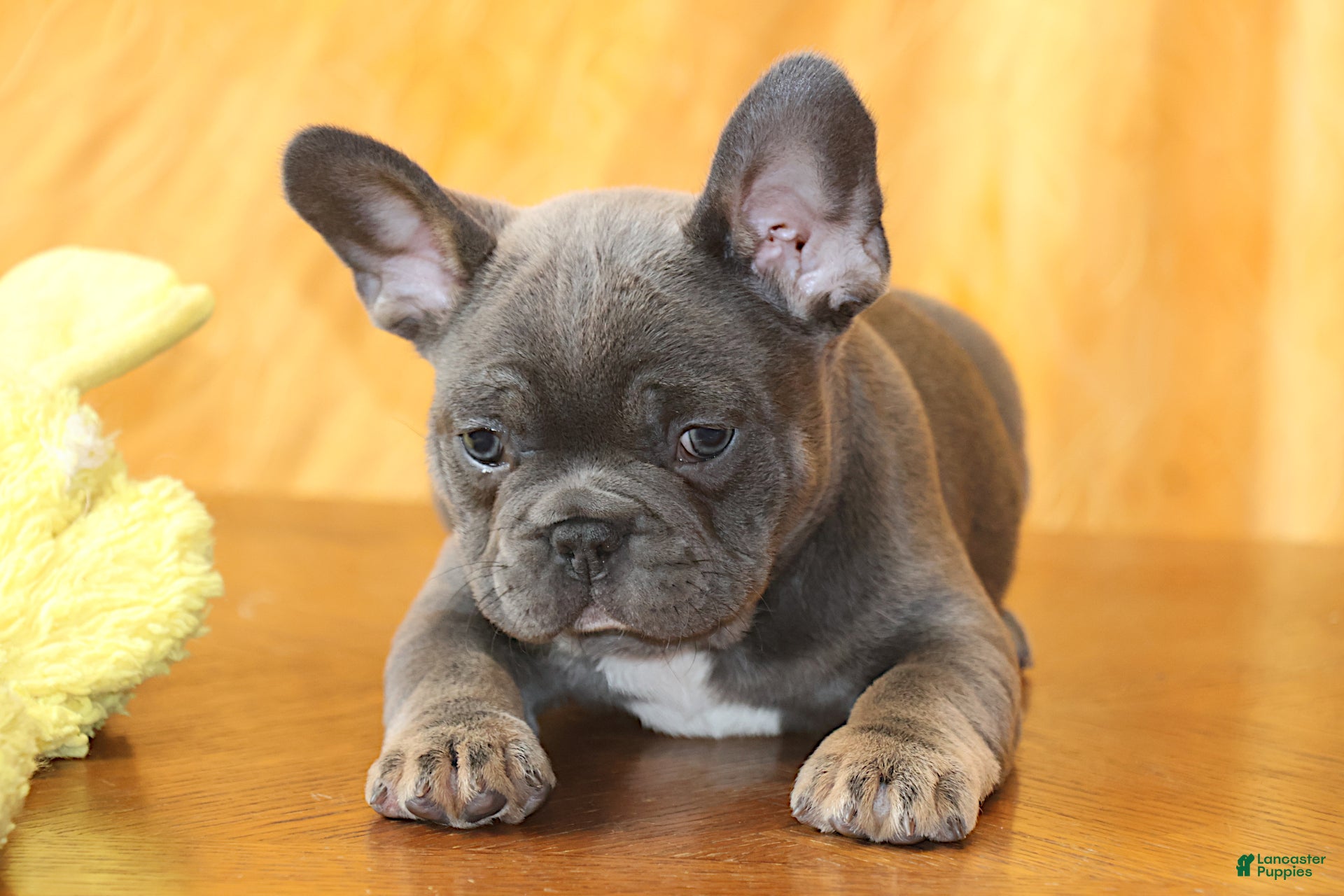 French Bulldog dogs Astro - Ad 25