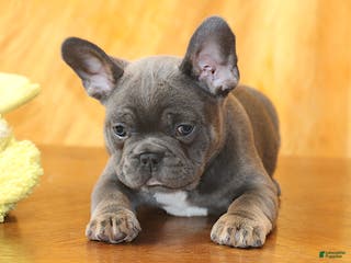 French Bulldog dogs for sale: Astro - Ad 1