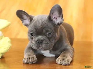 French Bulldog dogs Astro - Ad 3