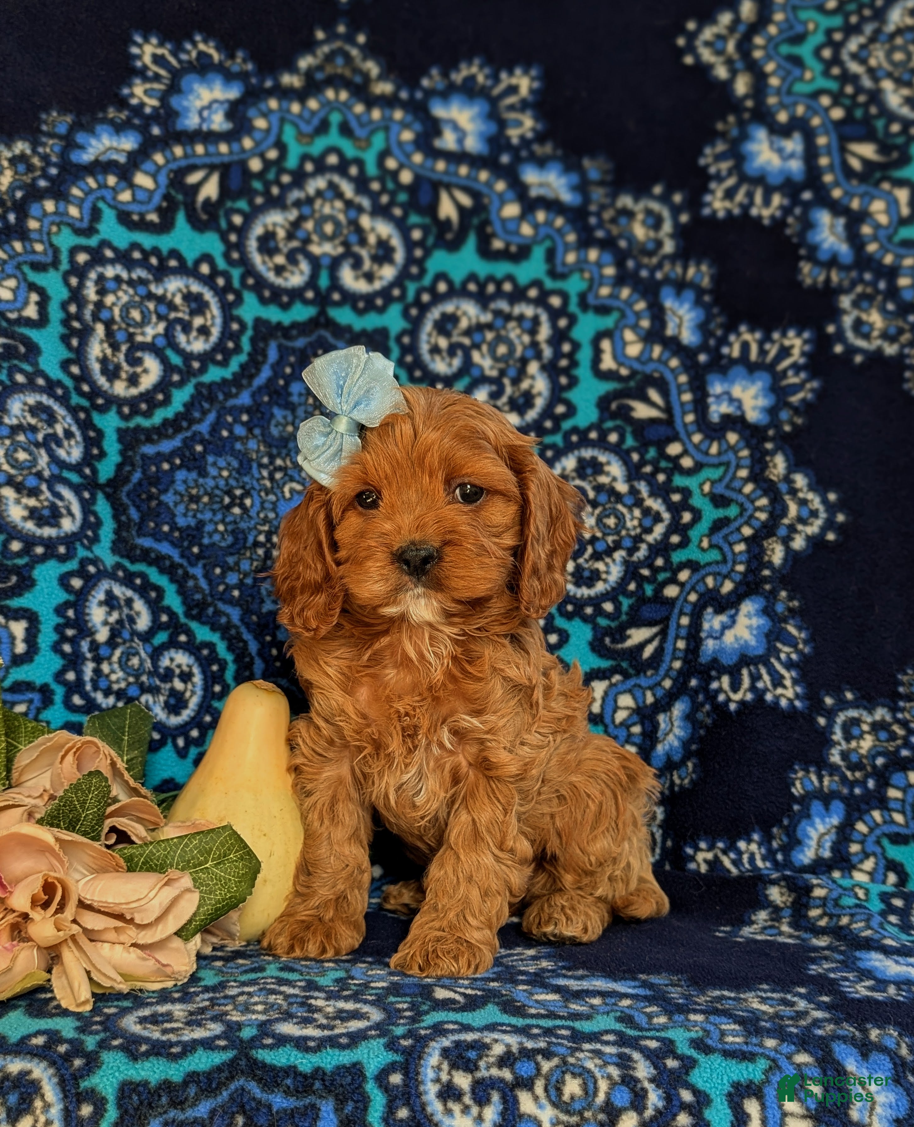 Cockapoo dogs for sale: Juliet - Ad 1