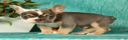 French Bulldog dogs for sale: Mojo - Ad 9