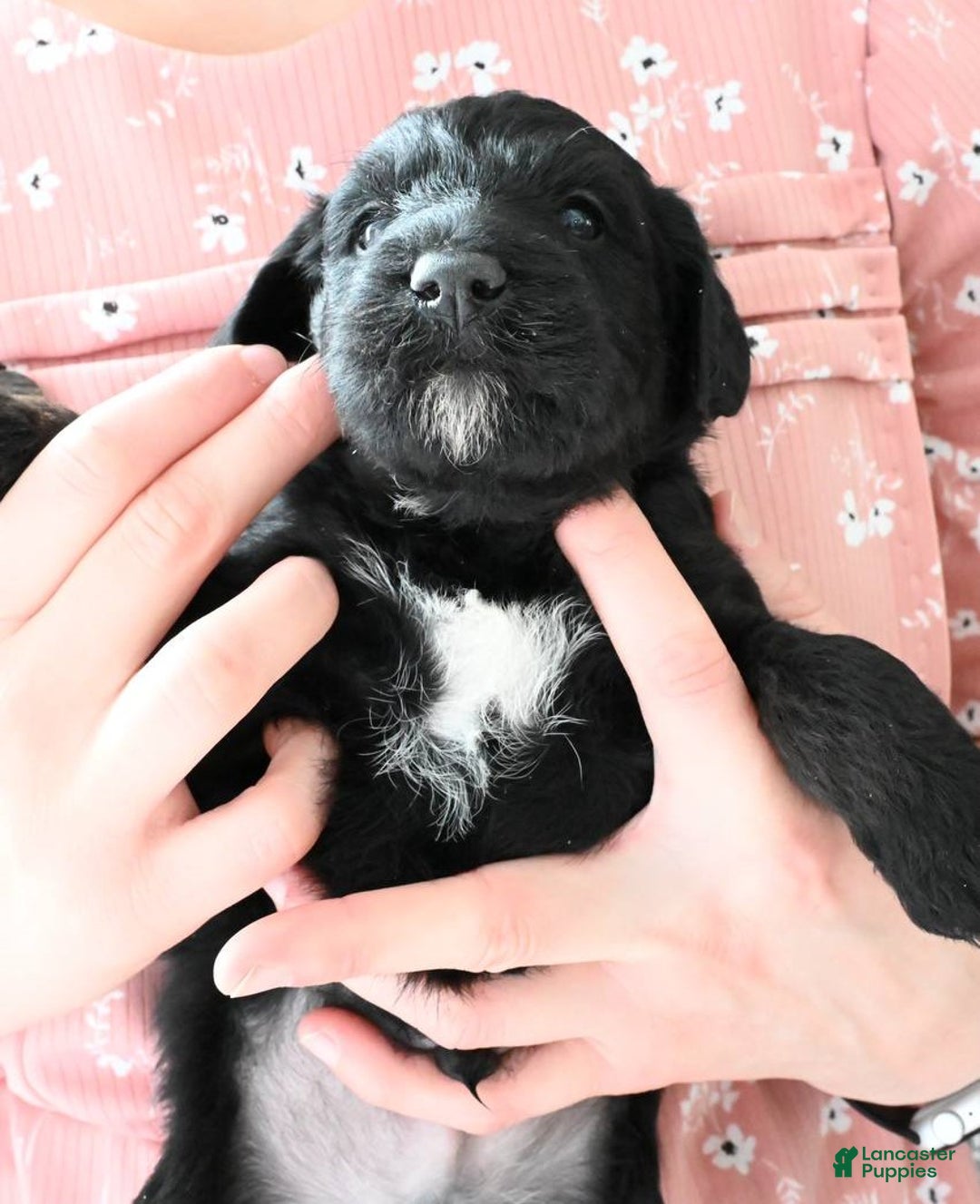 Mixed Breed dogs for sale: Aspen - Ad 3