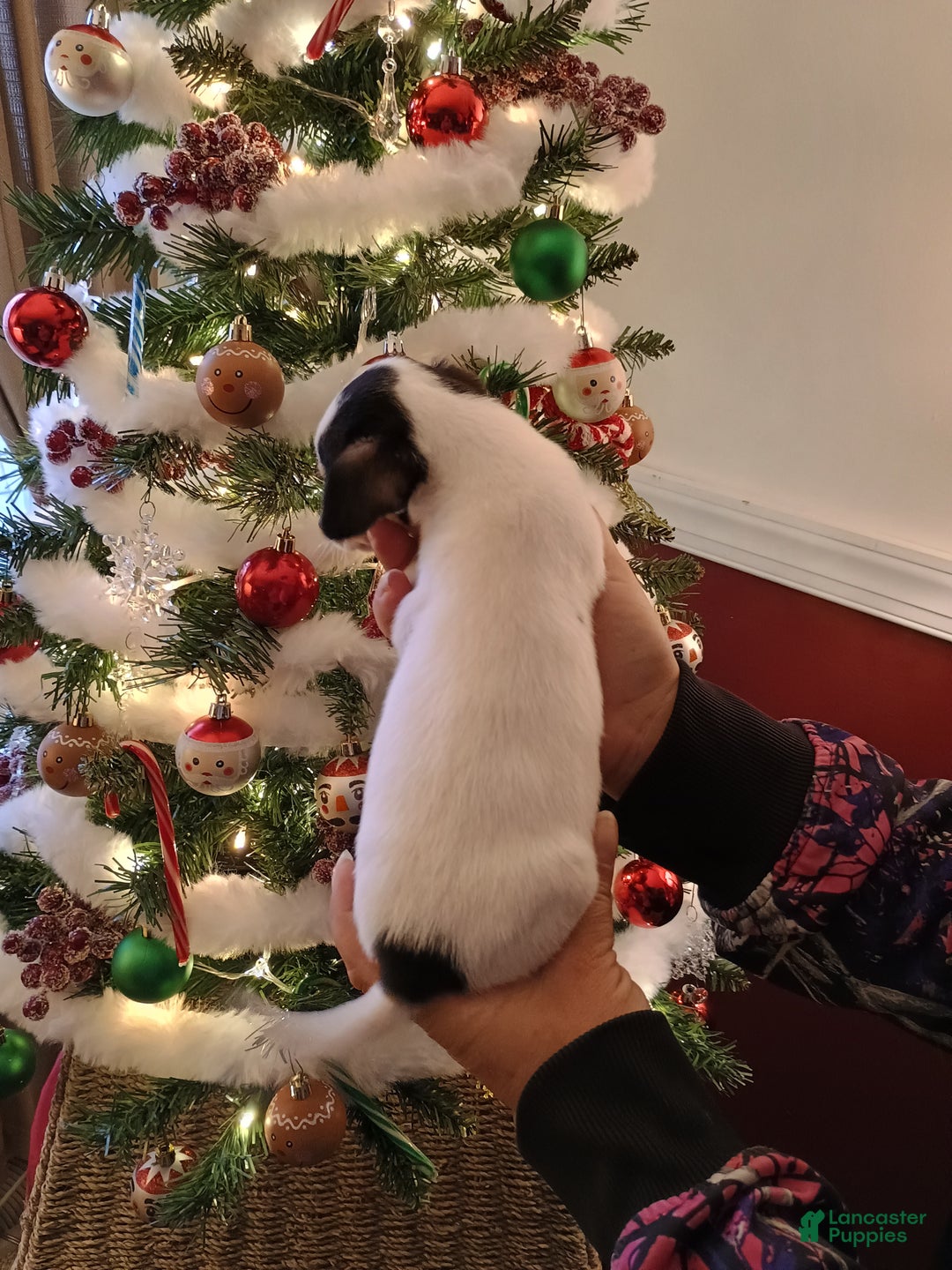 Chihuahua dogs for sale: Coal t-cup  - Ad 4