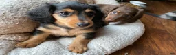 Miniature Dachshund dogs for sale: Missy - Ad 8