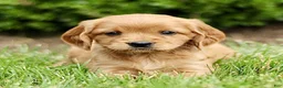 Miniature Golden Retriever dogs for sale: Tina  - Ad 3
