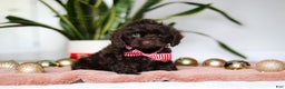 Cockapoo dogs for sale: Finn - Ad 1