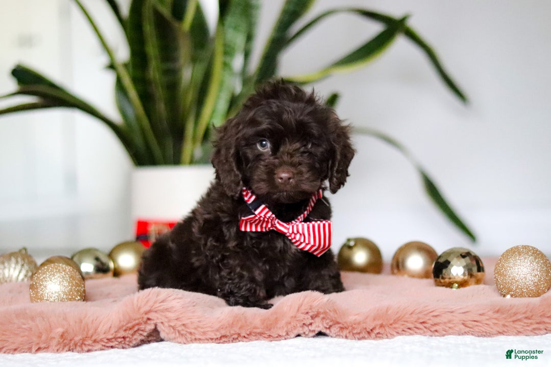 Cockapoo dogs for sale: Finn - Ad 1