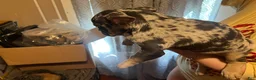 French Bulldog dogs for sale: El Capone - Ad 3