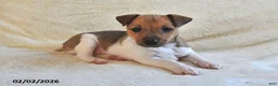 Jack Russell Terrier dogs for sale: Pudgy - Ad 4