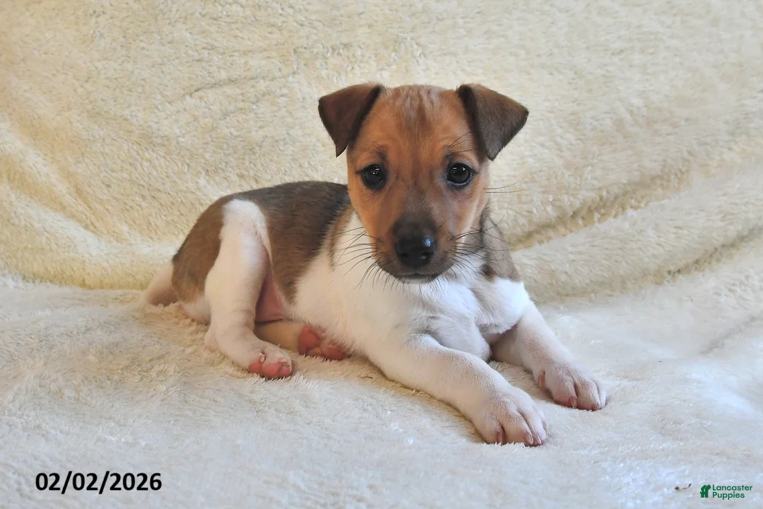 Jack Russell Terrier dogs for sale: Pudgy - Ad 4