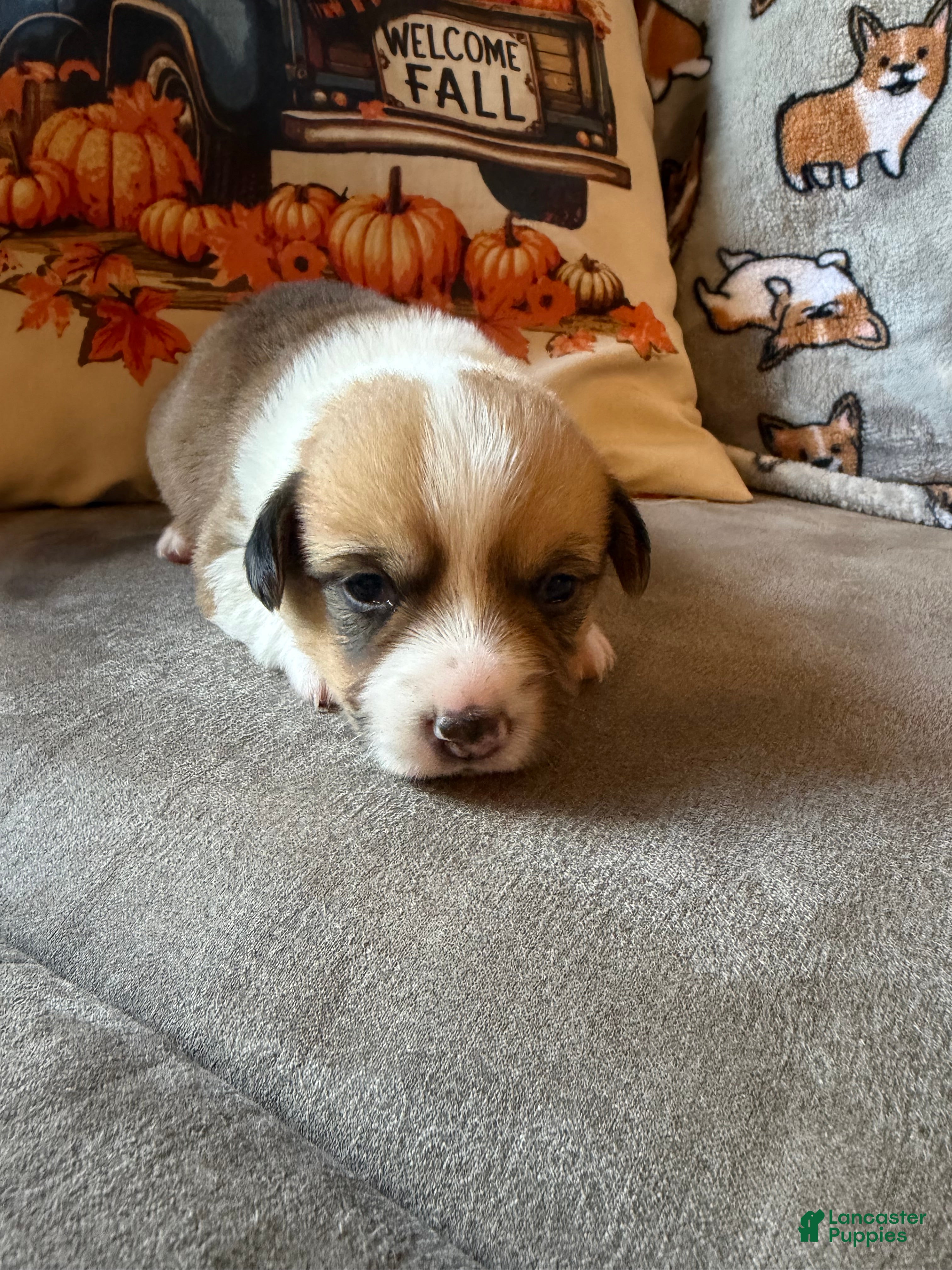Mixed Breed dogs Flo - Ad 34