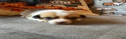 Mixed Breed dogs for sale: Flo - Ad 4