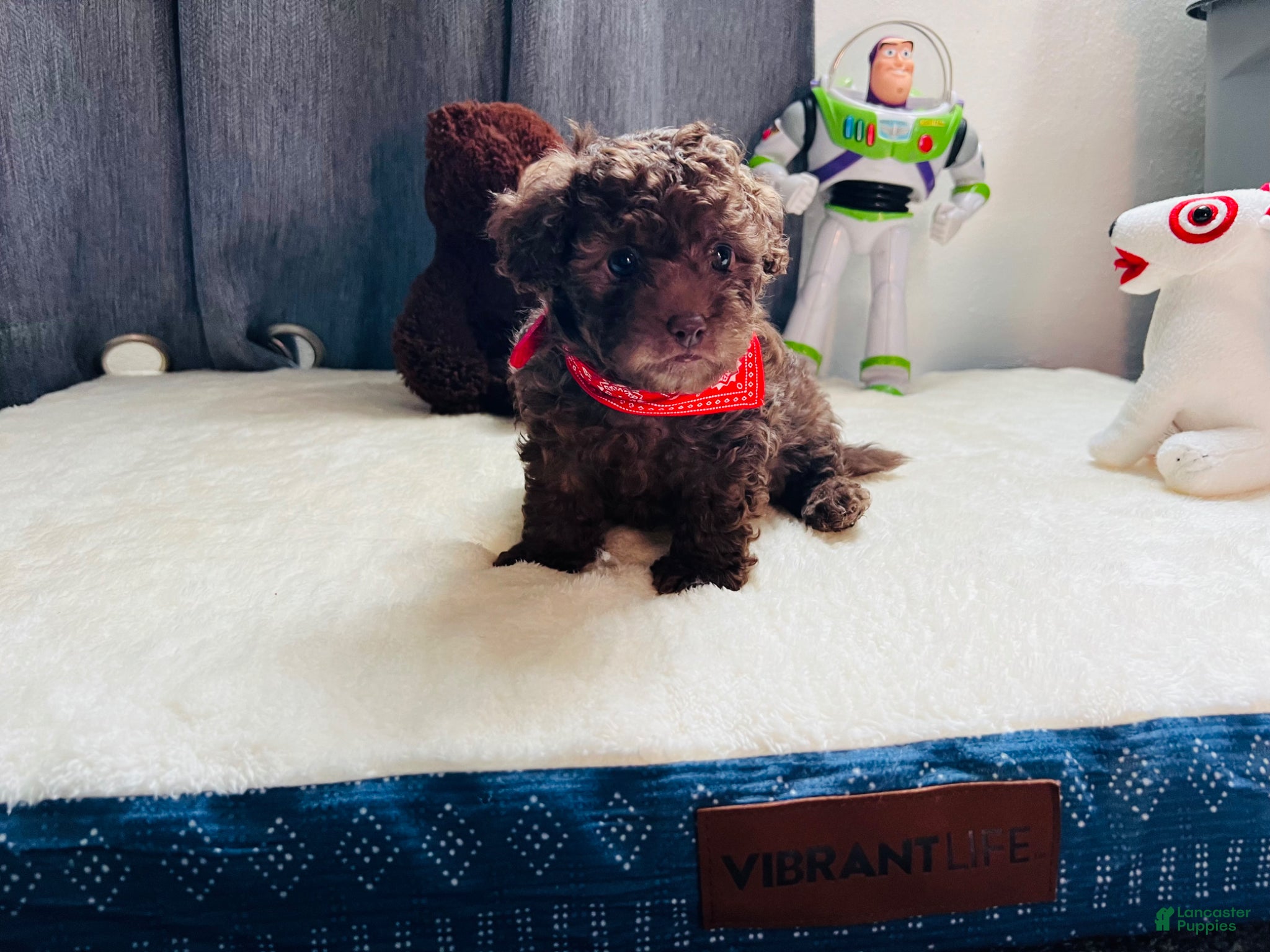 Toy Poodle dogs Baby Toy Poodle - Ad 1