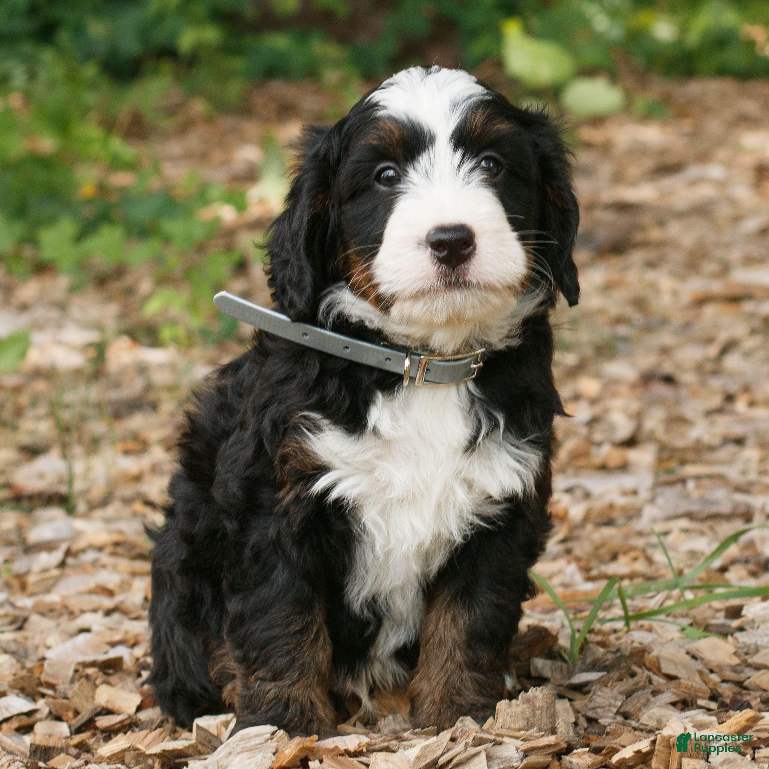 Mini Bernedoodle dogs Charlie  - Ad 1