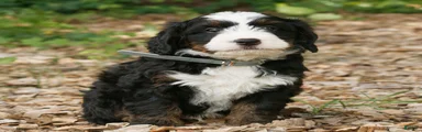 Charlie 