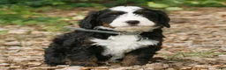 Mini Bernedoodle dogs for sale: Charlie  - Ad 1