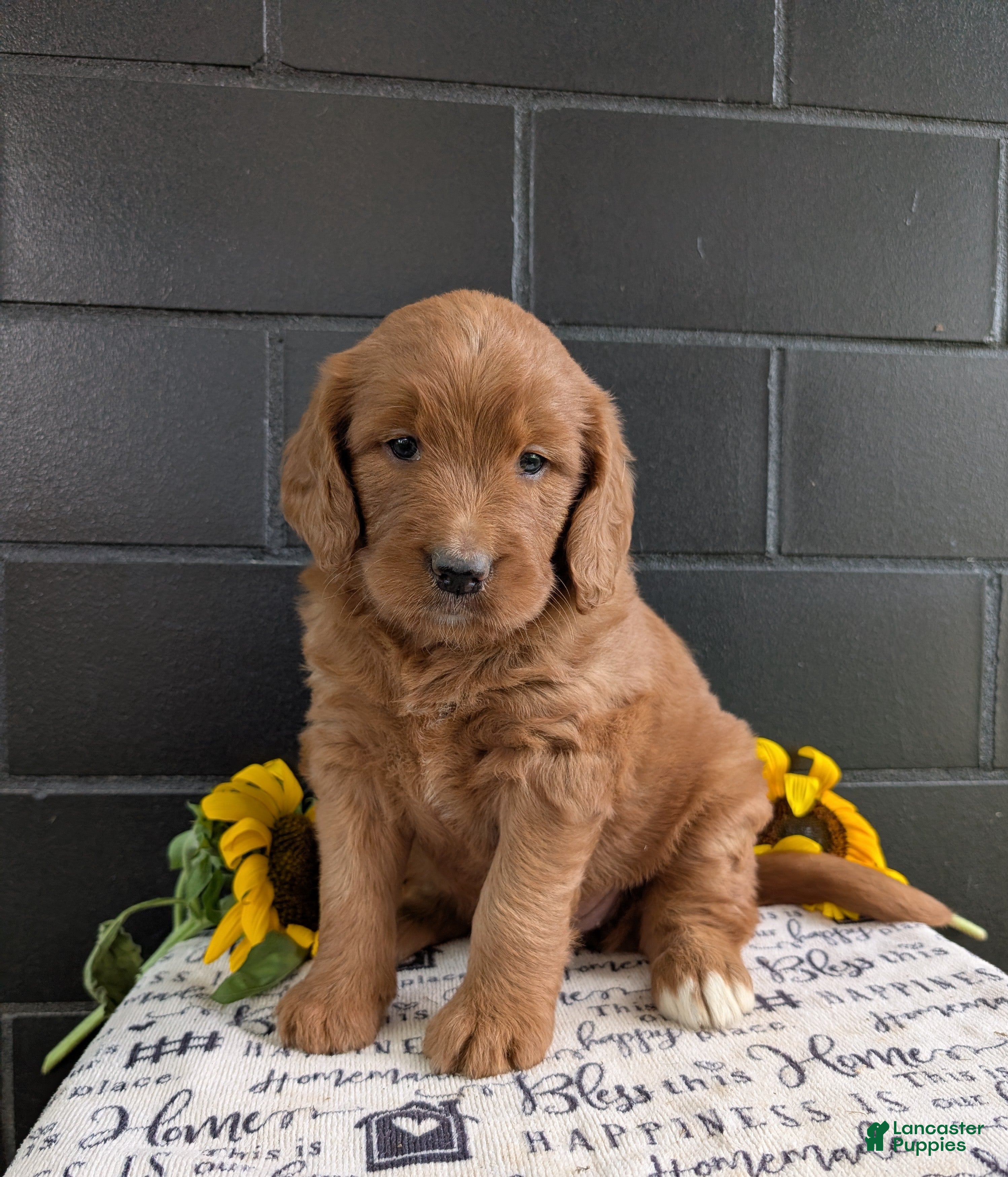 Goldendoodle dogs Misty - Ad 2