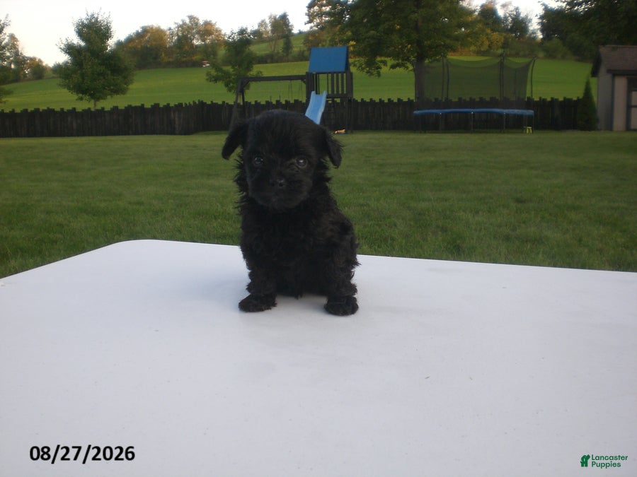 Yorkiepoo dogs Jack - Ad 2