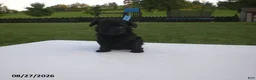 Yorkiepoo dogs for sale: Jack - Ad 2