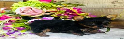 Yorkshire Terrier dogs for sale: Roxie - Ad 5
