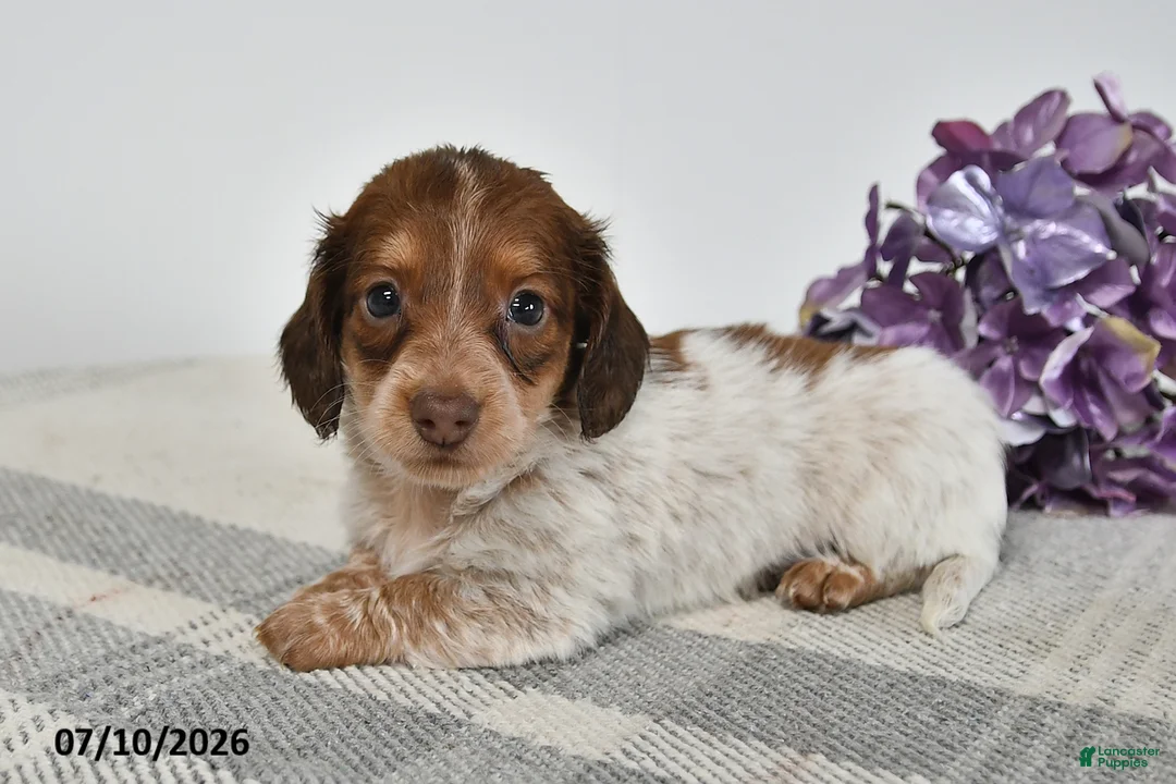 Miniature Dachshund dogs for sale: Benson - Ad 1