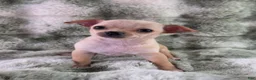 Chihuahua dogs for sale: AKC Ralph - Ad 6