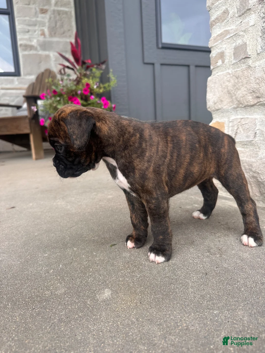 Boxer dogs for sale: Pearl - Ad 2