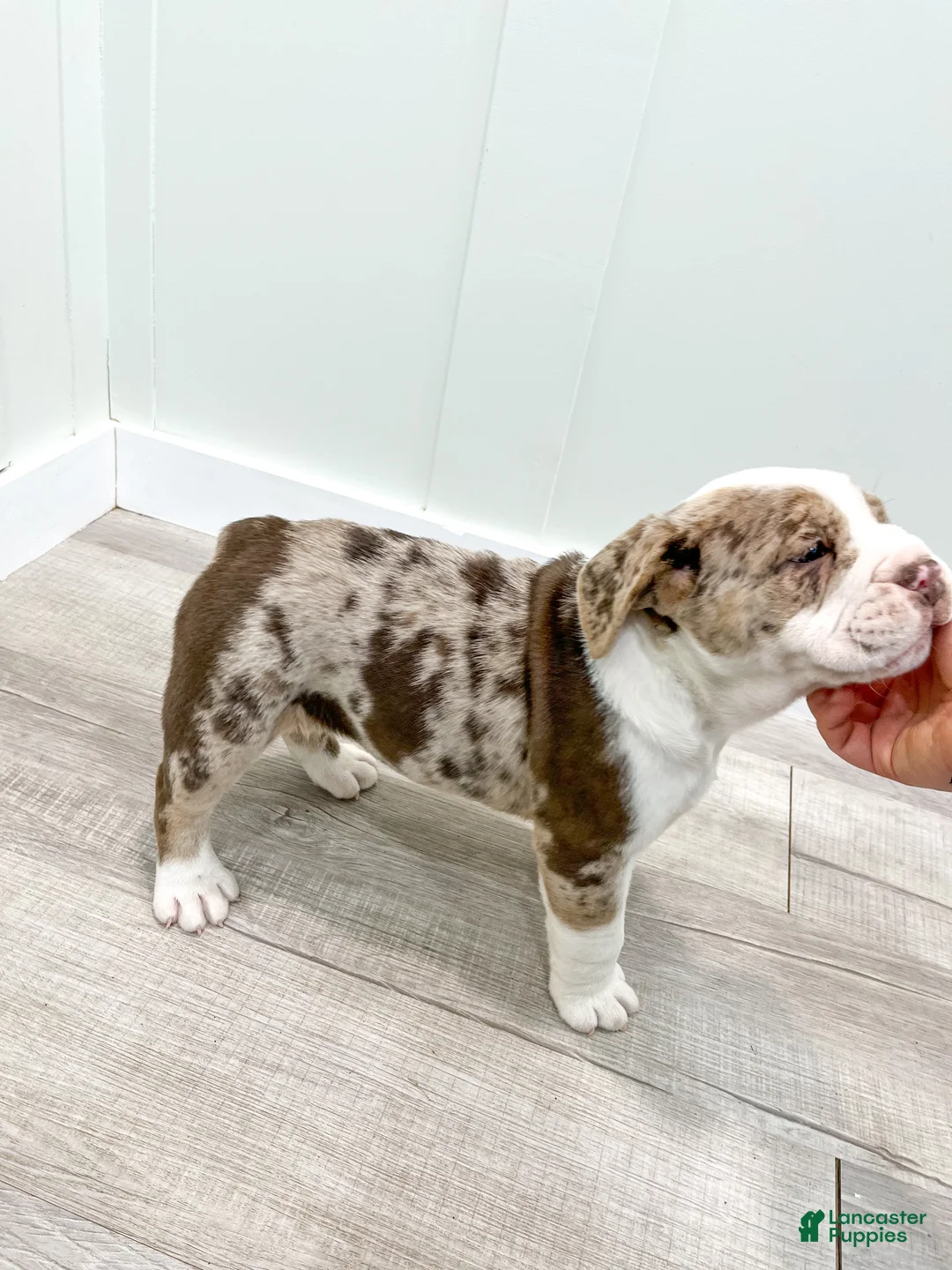 Beabull dogs for sale: Parker - Ad 8