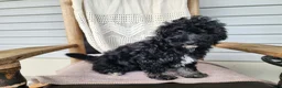 Mini Bernedoodle dogs for sale: Mia - Ad 17