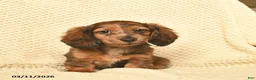 Miniature Dachshund dogs for sale: Rita  - Ad 5